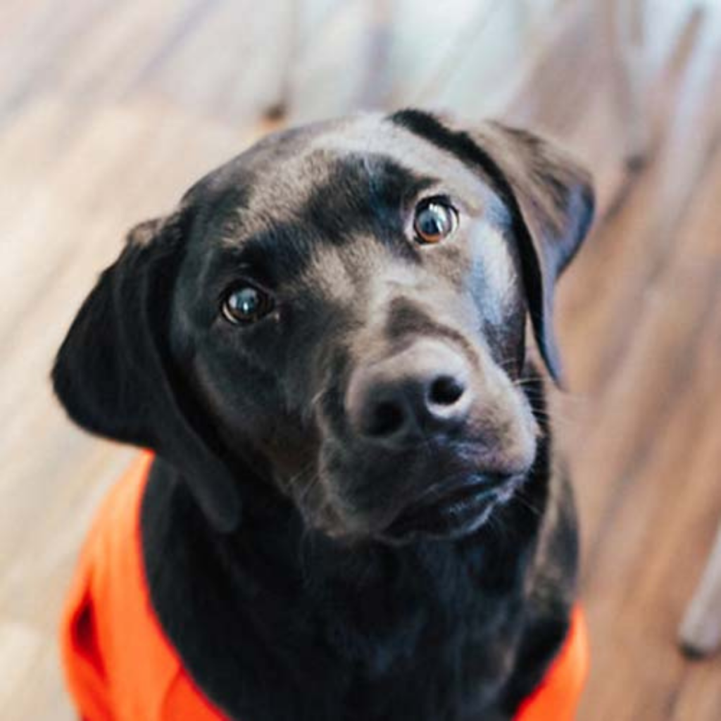 Black lab in an orange shirt